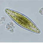 範例：Chlorella 分裂觀察